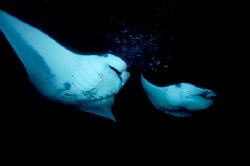 Mantas feeding at night. Kona, HI. D-100 by Andy Lerner 